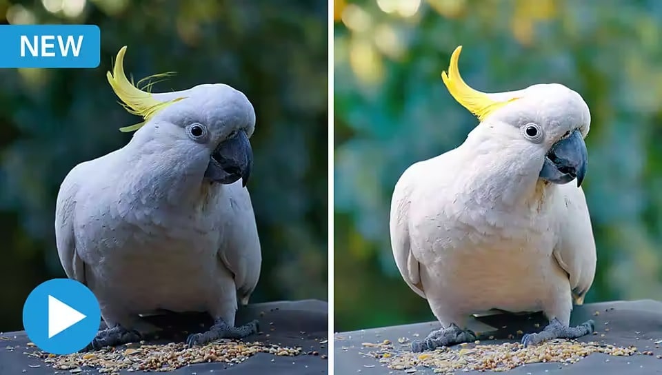 Adobe Photoshop Elements 2023 For MAC – Lifetime Activation