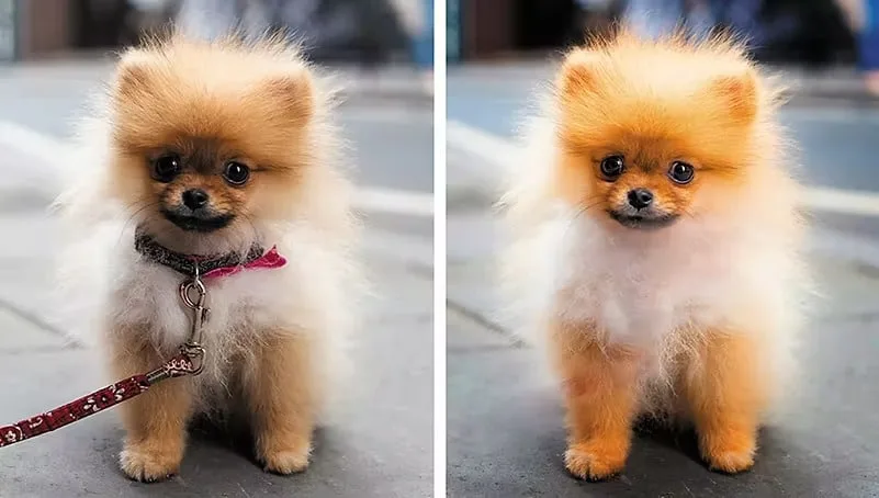 Adobe Photoshop Elements 2023 For Windows – Lifetime Activation